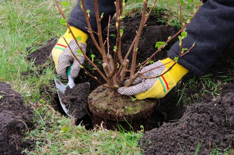 Shrub Pruning detail