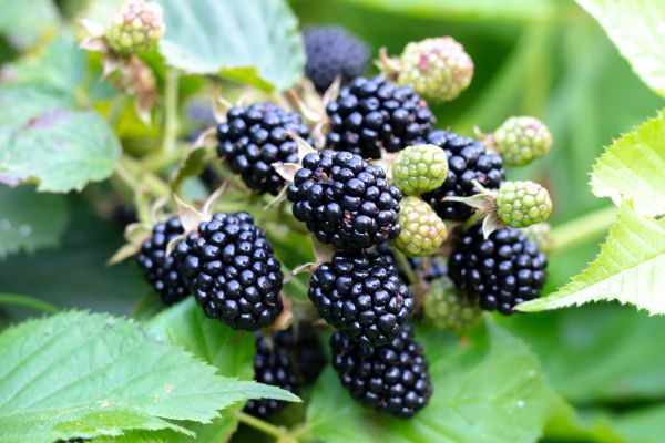 Blackberry Bush Removal in Fort Walton Beach