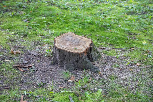 Bush Stump Removal in Fort Walton Beach