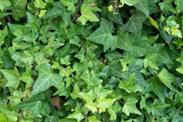 English Ivy Removal in Fort Walton Beach
