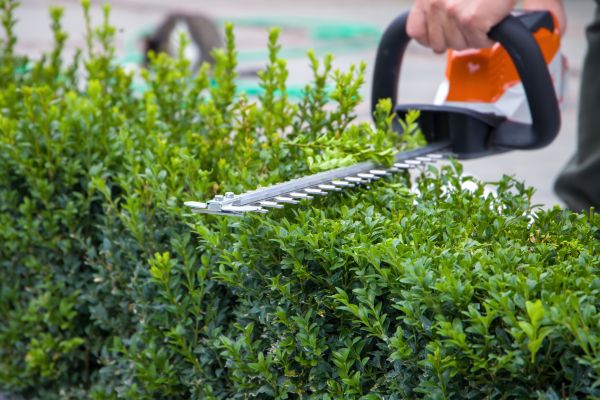 Hedge Pruning in Fort Walton Beach