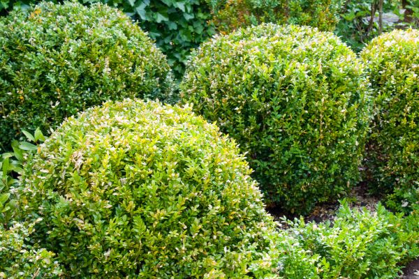 Landscape Trimming Service in Fort Walton Beach