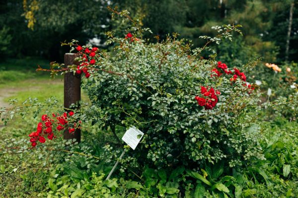 Rose Bush Removal in Fort Walton Beach
