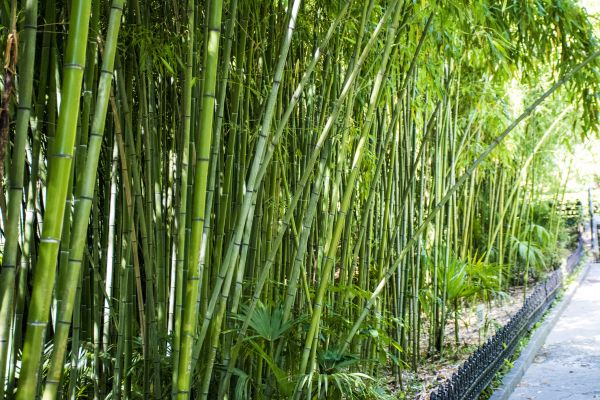 Bamboo Root Removal in Fort Walton Beach