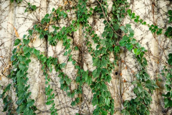 Vine Removal Service in Fort Walton Beach
