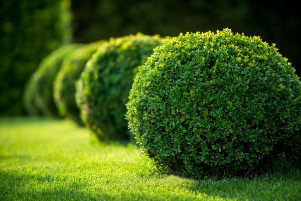 Bush Pruning in Fort Walton Beach