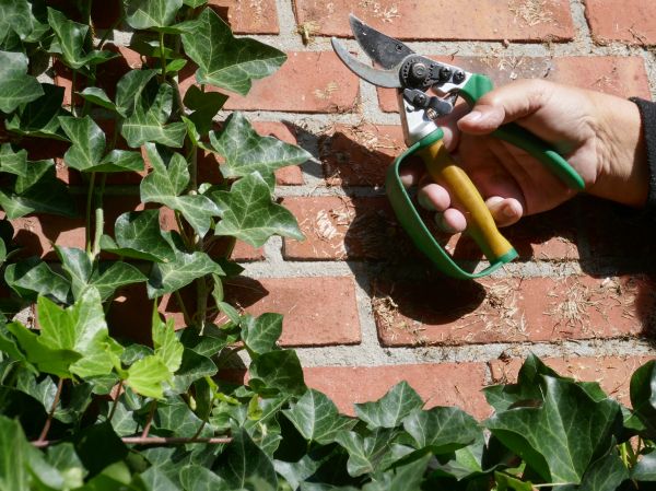 Ivy Removal Service in Fort Walton Beach