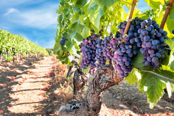 Grapevine Pruning in Fort Walton Beach