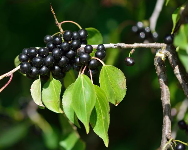 Buckthorn Removal in Fort Walton Beach