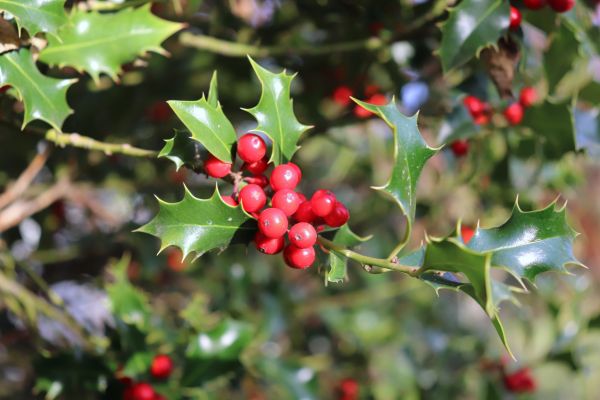 Holly Tree Trimming in Fort Walton Beach