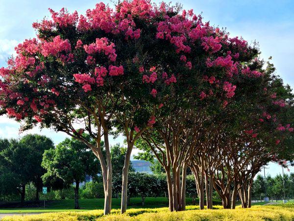 Crepe Myrtle Pruning in Fort Walton Beach