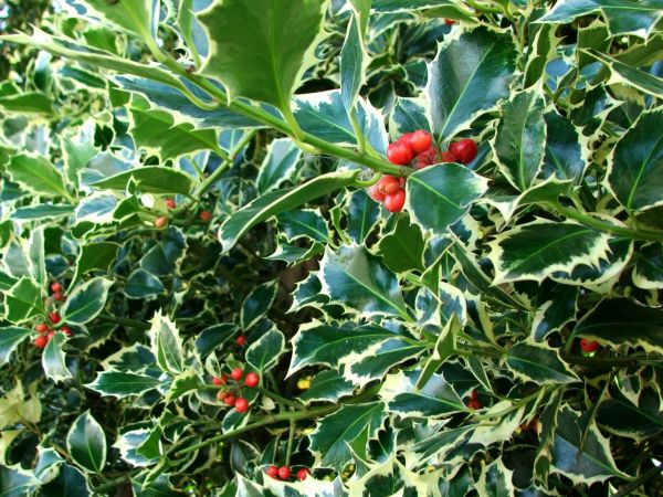 Holly Bushes Trimming in Fort Walton Beach
