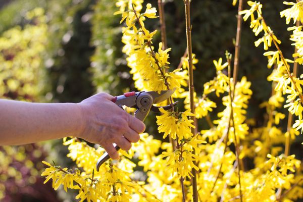 Forsythia Pruning in Fort Walton Beach