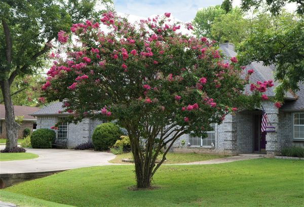 Crepe Myrtle Trimming in Fort Walton Beach