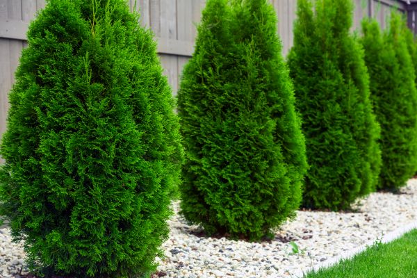 Arborvitae Removal in Fort Walton Beach