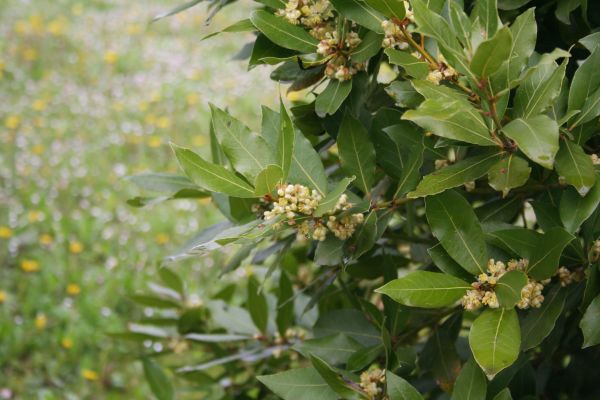 Laurel Trimming in Fort Walton Beach