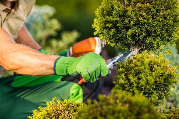 Landscape Pruning Service in Fort Walton Beach