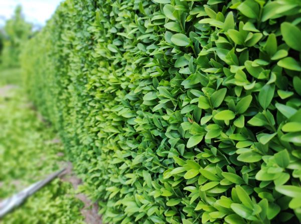 Boxwood Pruning in Fort Walton Beach