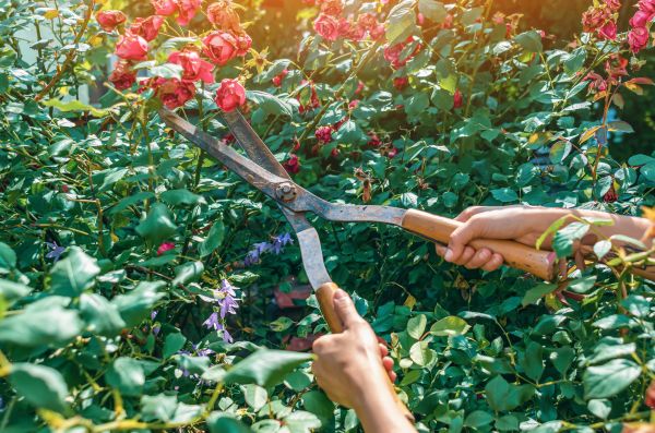 Knockout Roses Pruning in Fort Walton Beach