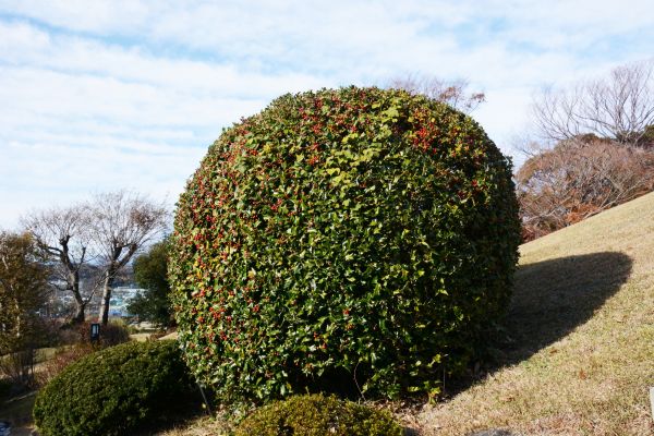 Holly Shrub Pruning in Fort Walton Beach