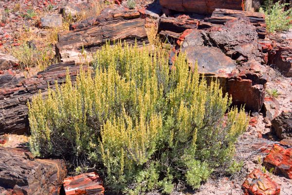 Sagebrush Removal in Fort Walton Beach