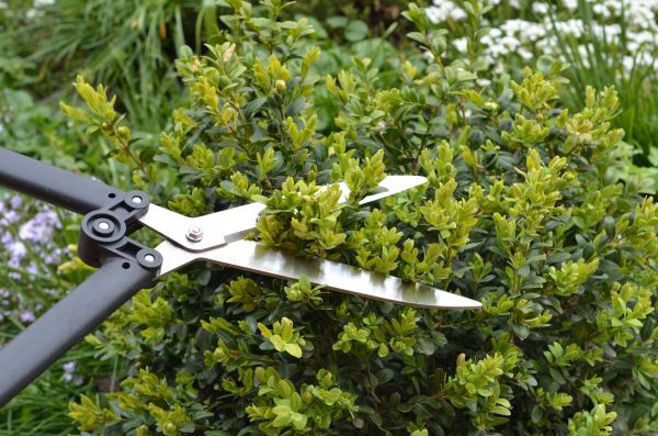 Boxwood Trimming in Fort Walton Beach