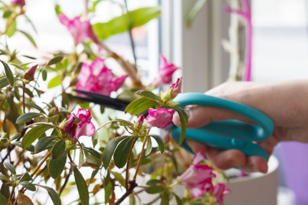 Azalea Pruning in Fort Walton Beach