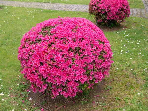 Rhododendron Pruning in Fort Walton Beach