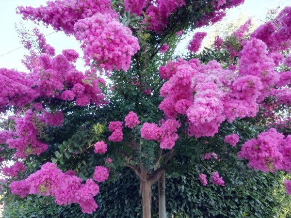 Crape Myrtle Pruning in Fort Walton Beach