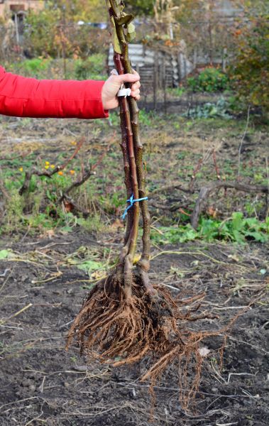 Shrub Root Removal in Fort Walton Beach