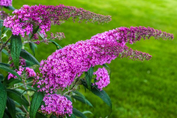 Butterfly Bush Removal in Fort Walton Beach