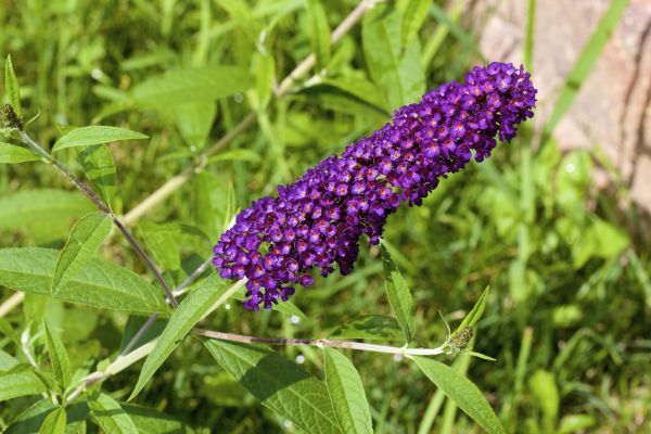 Butterfly Bush Pruning in Fort Walton Beach
