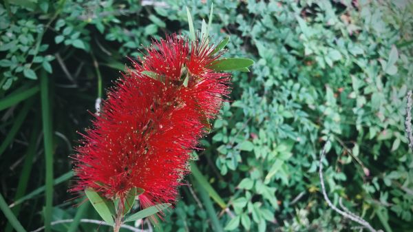 Bottlebrush Pruning in Fort Walton Beach